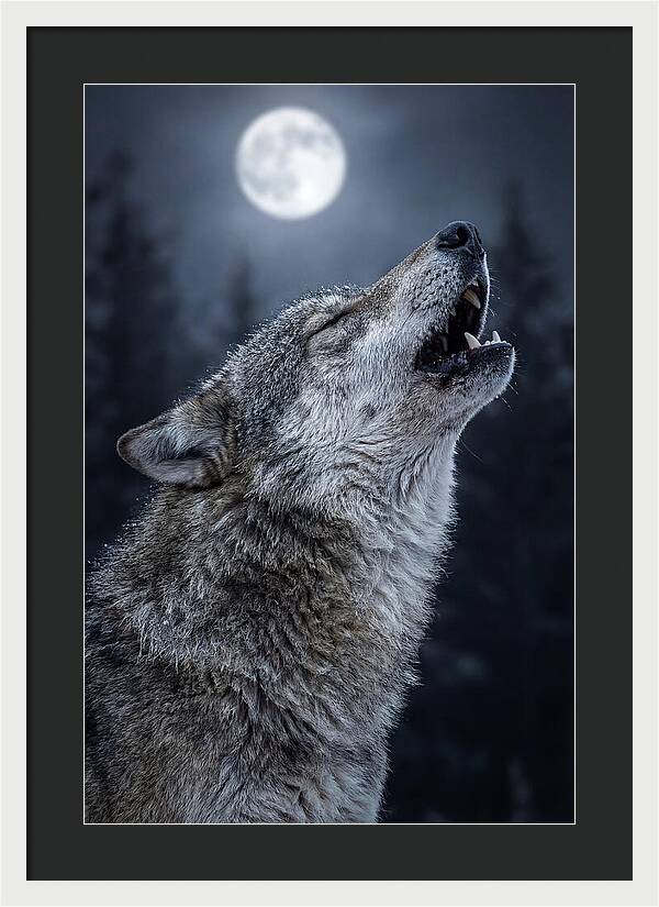 European Wolves Howling Under Moonlight