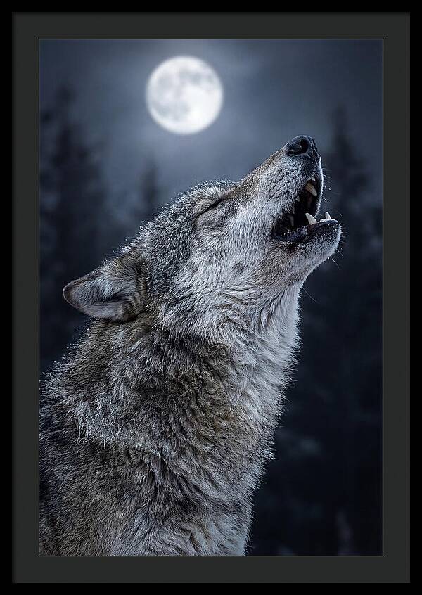European Wolves Howling Under Moonlight