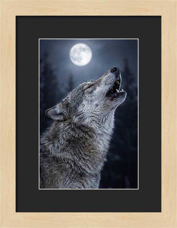 European Wolves Howling Under Moonlight