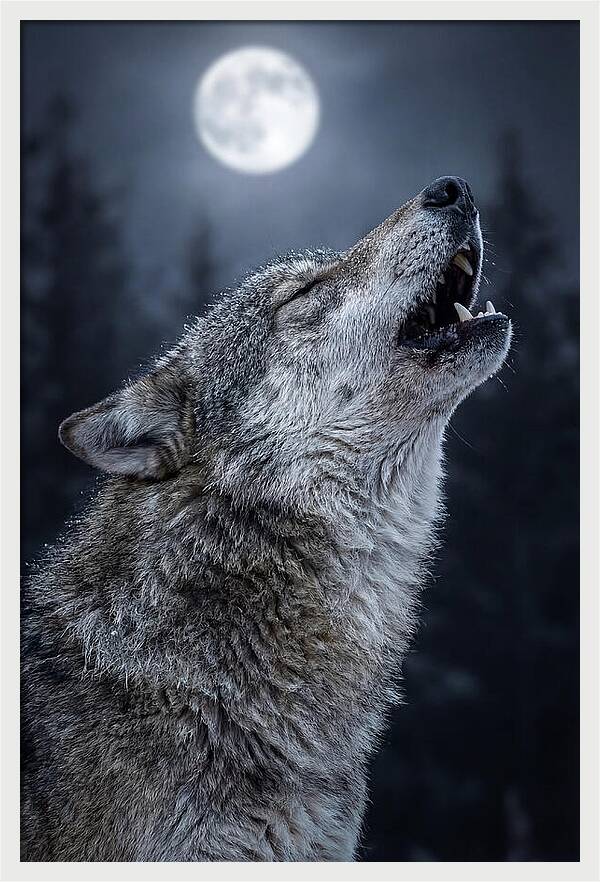 European Wolves Howling Under Moonlight