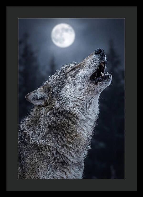 European Wolves Howling Under Moonlight