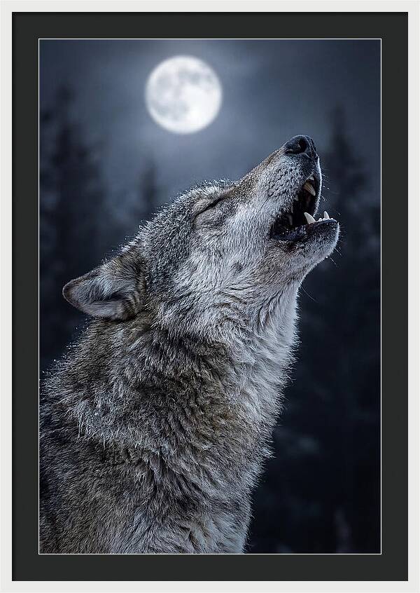European Wolves Howling Under Moonlight
