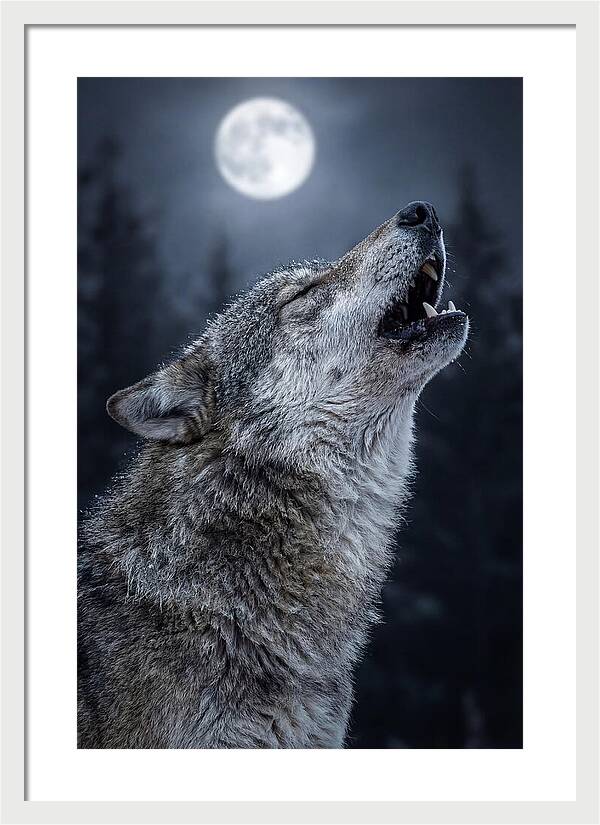 European Wolves Howling Under Moonlight