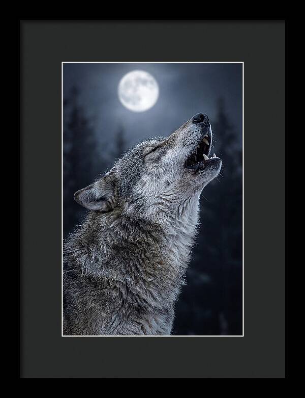 European Wolves Howling Under Moonlight