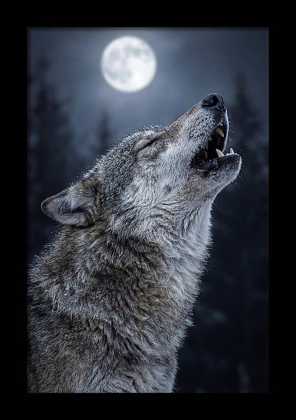 European Wolves Howling Under Moonlight