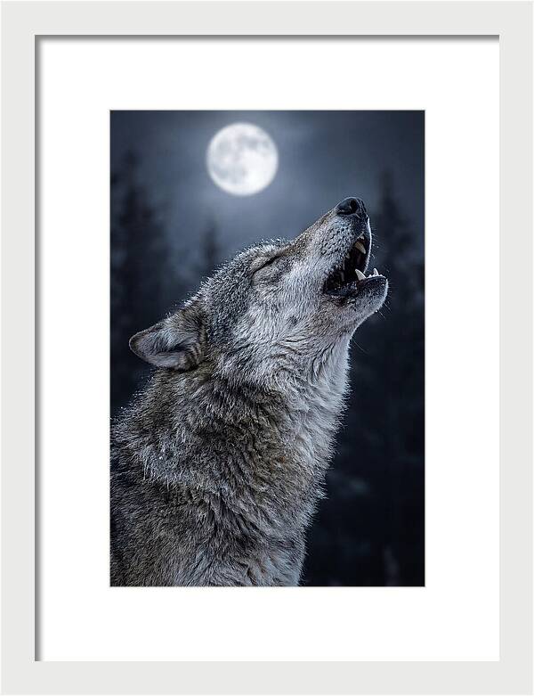 European Wolves Howling Under Moonlight