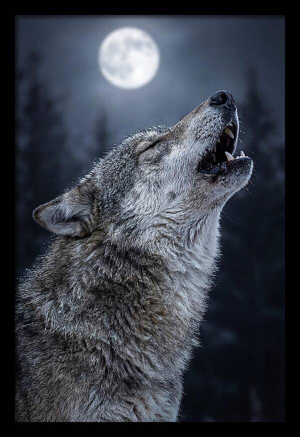 European Wolves Howling Under Moonlight