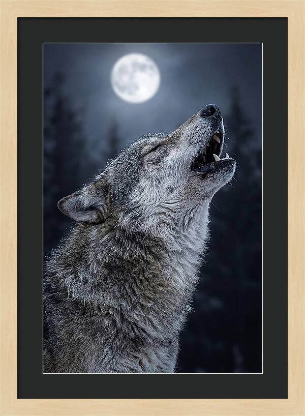 European Wolves Howling Under Moonlight