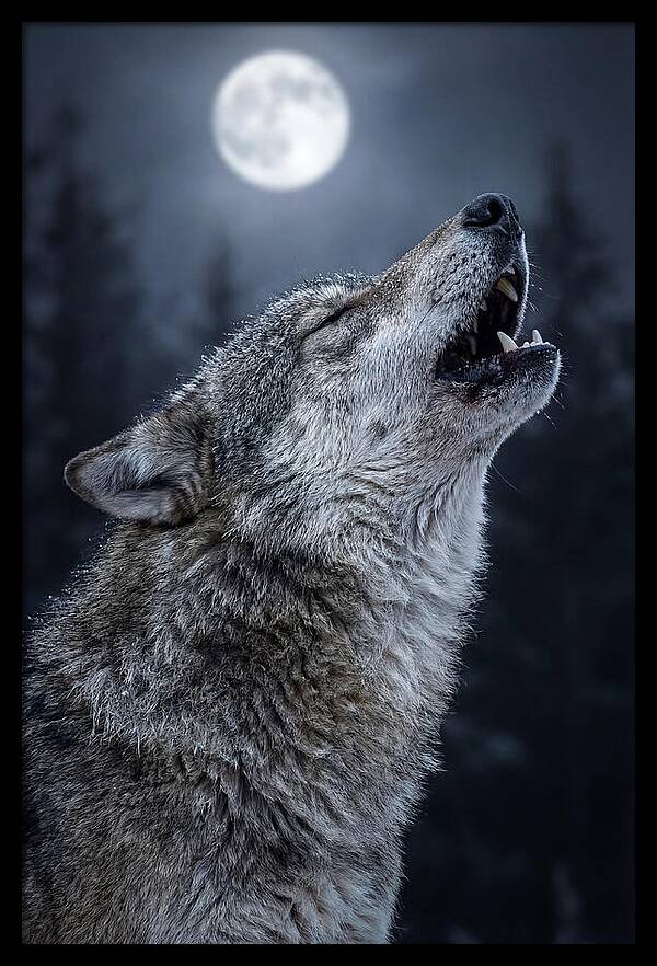 European Wolves Howling Under Moonlight