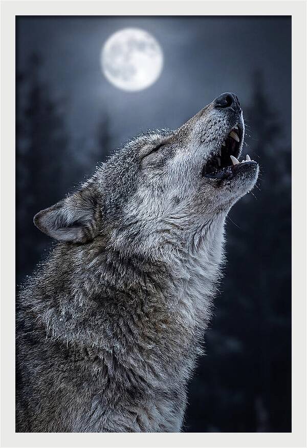 European Wolves Howling Under Moonlight