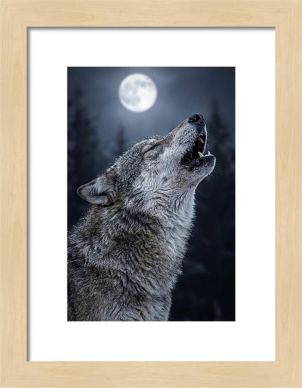 European Wolves Howling Under Moonlight