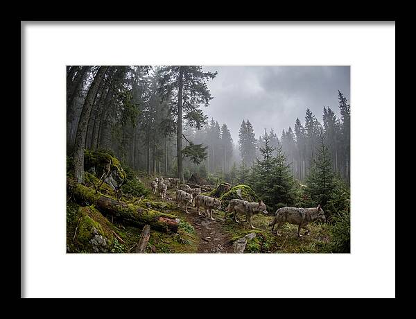European Wolves In The Carpathians