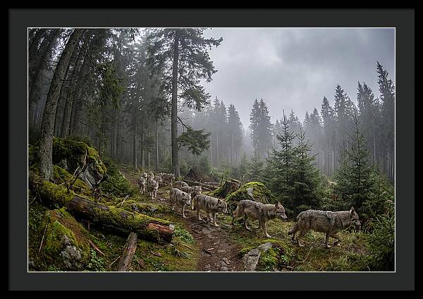 European Wolves In The Carpathians