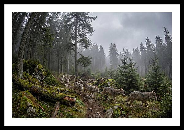 European Wolves In The Carpathians