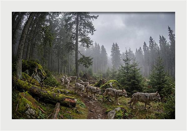 European Wolves In The Carpathians