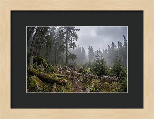 European Wolves In The Carpathians