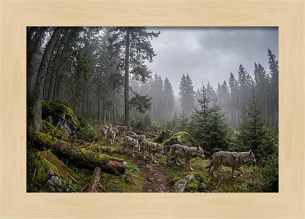 European Wolves In The Carpathians
