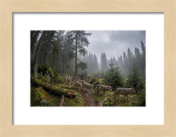 European Wolves In The Carpathians