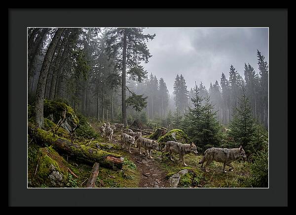 European Wolves In The Carpathians