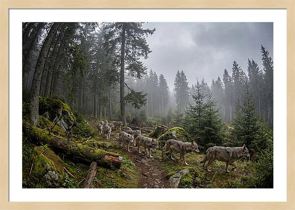 European Wolves In The Carpathians