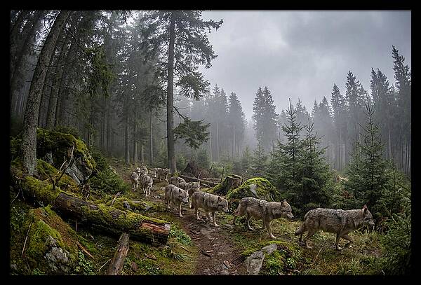 European Wolves In The Carpathians