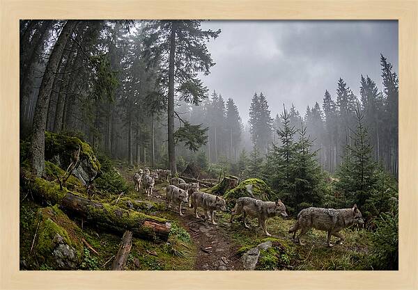 European Wolves In The Carpathians