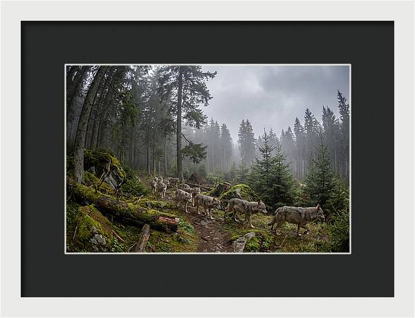 European Wolves In The Carpathians