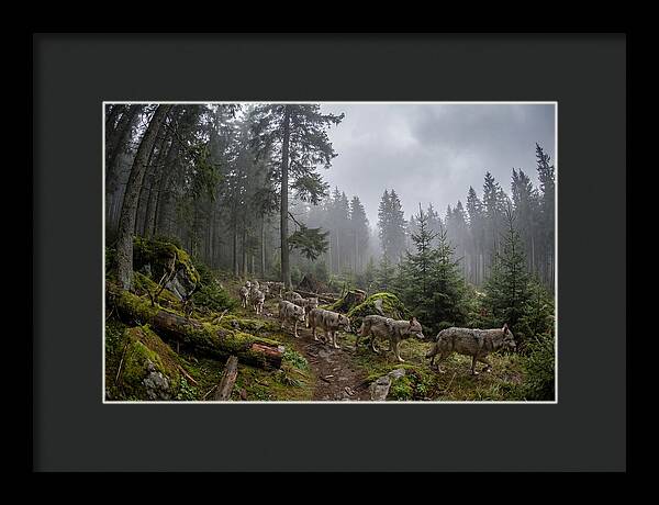 European Wolves In The Carpathians