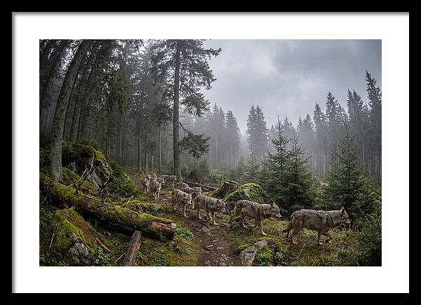 European Wolves In The Carpathians