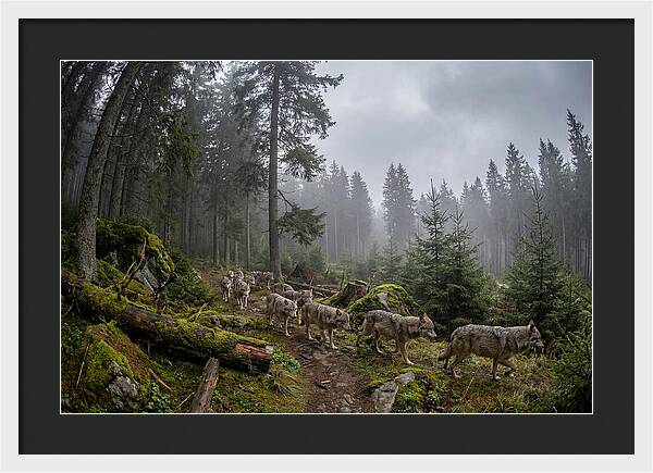 European Wolves In The Carpathians