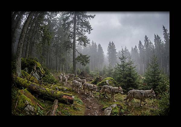 European Wolves In The Carpathians
