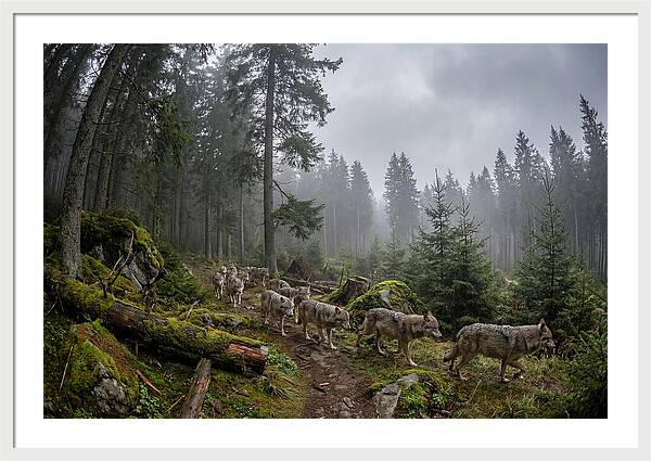 European Wolves In The Carpathians