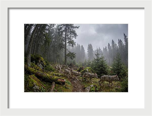 European Wolves In The Carpathians