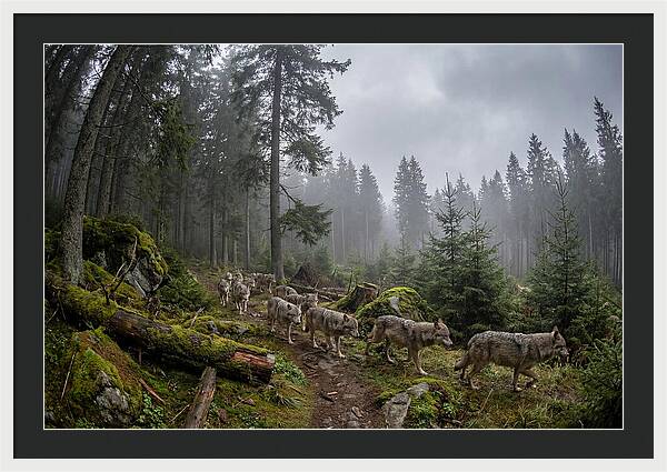 European Wolves In The Carpathians