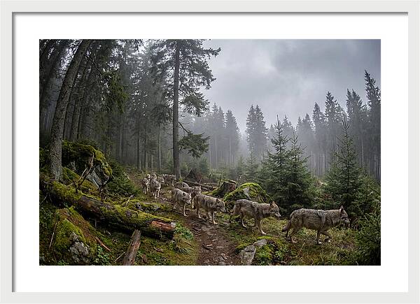 European Wolves In The Carpathians