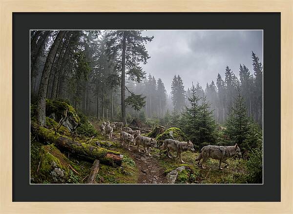 European Wolves In The Carpathians