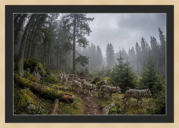 European Wolves In The Carpathians