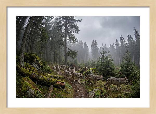 European Wolves In The Carpathians