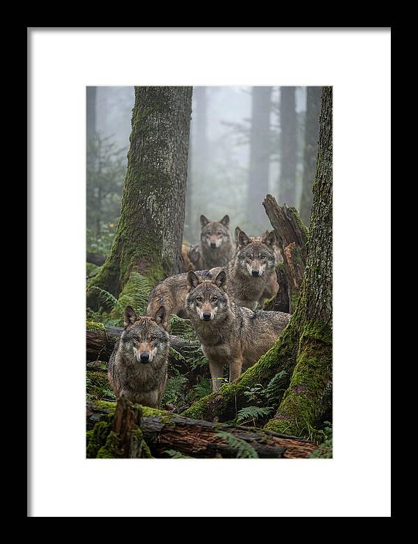 European Wolves In The Mist