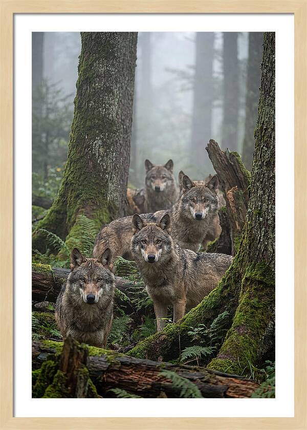 European Wolves In The Mist