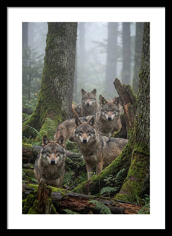 European Wolves In The Mist