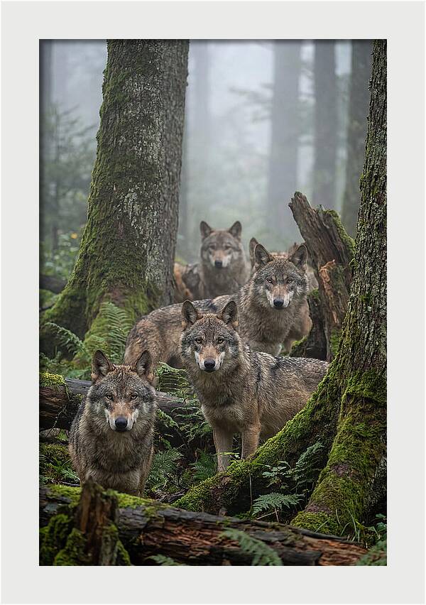 European Wolves In The Mist