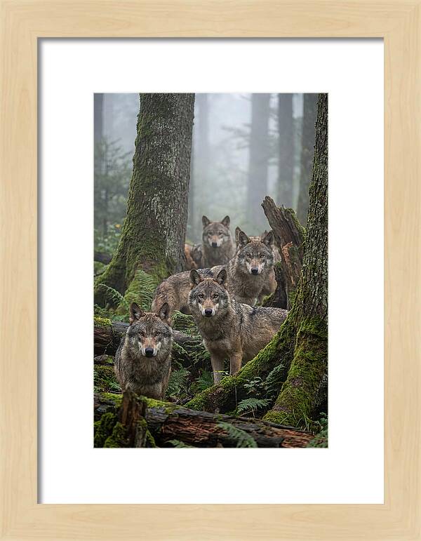 European Wolves In The Mist