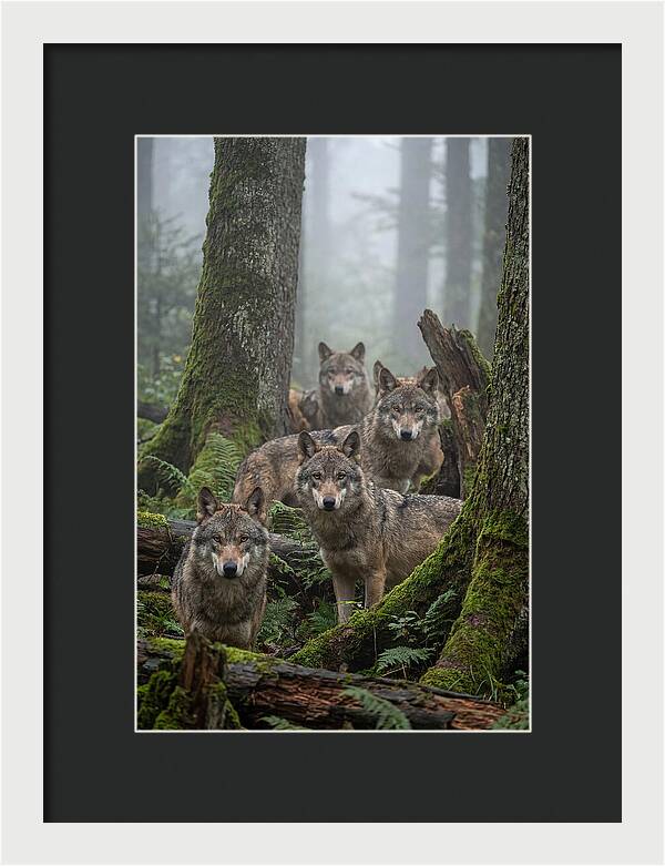 European Wolves In The Mist