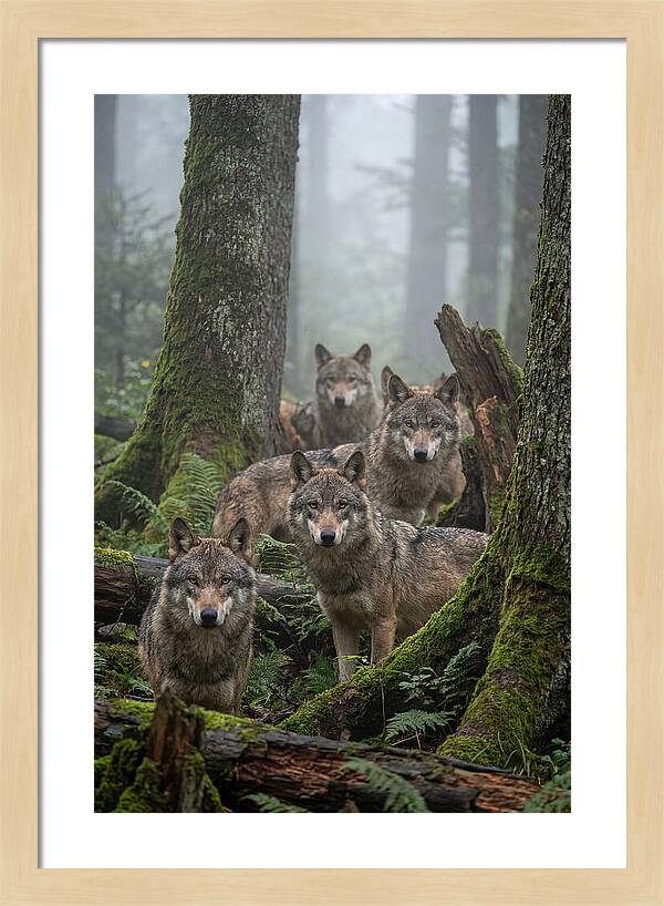 European Wolves In The Mist