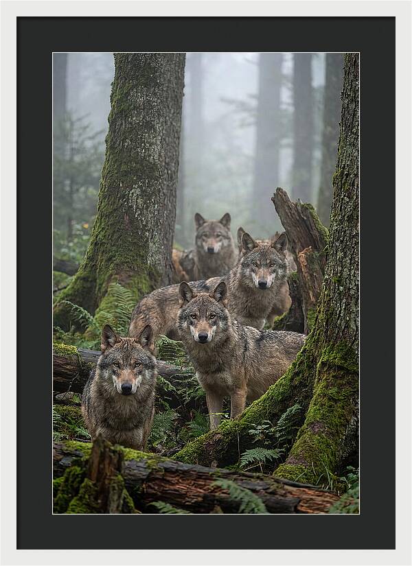 European Wolves In The Mist
