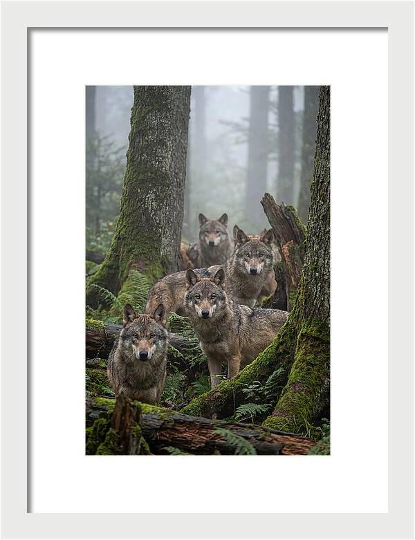 European Wolves In The Mist
