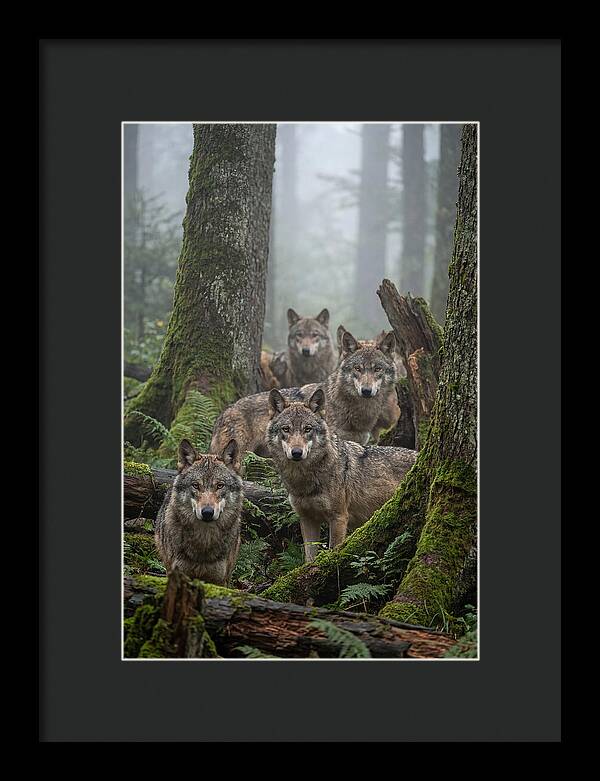 European Wolves In The Mist