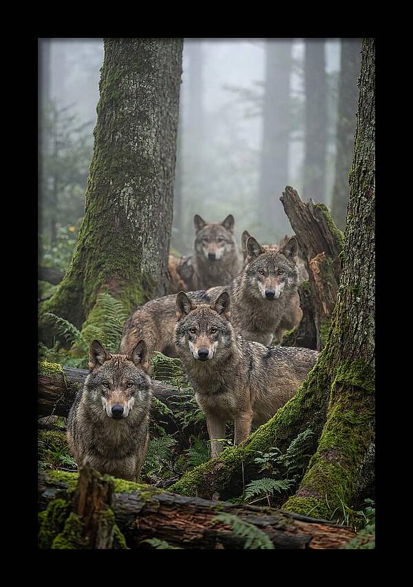 European Wolves In The Mist
