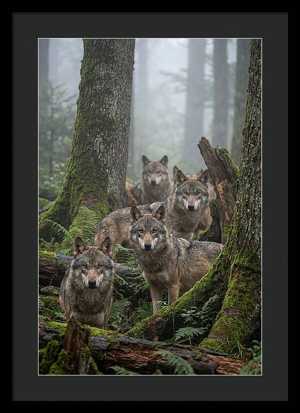 European Wolves In The Mist